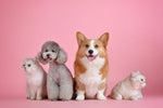 Enhancing Pet’s Quality of Life: Sharing Precious Moments with Your Beloved Companion