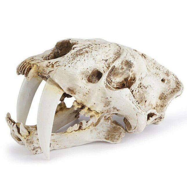 Reptile Fish Tank Saber Tooth Tiger Skull Hide Ornament Aquarium Decoration - Aimall