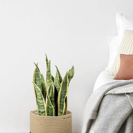 Woven Round Laundry Basket Dirty Clothes Storage Basket for Home Organization