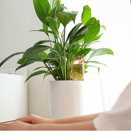 4PCS Plant Self Watering Spikes Pot Drip Irrigation Garden Tool Plant Waterer AU - Aimall