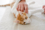 Pet Urns: Eternal Boxes of Love and Memories - Aimall