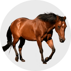 Livestock-Aimall