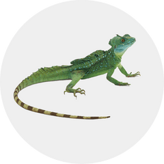 Reptiles-Aimall