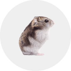 Small Animals-Aimall