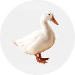 Other Animals-Aimall