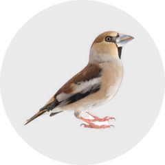 Birds-Aimall