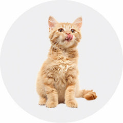 Cats-Aimall