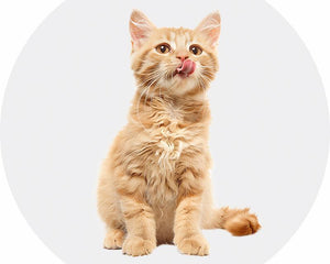 Cats-Aimall