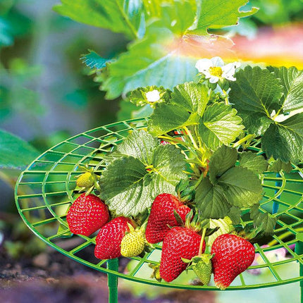 Strawberry Planting Shelf Garden Tools Vegetable Cultivation Rack Potted Stand