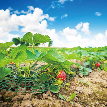 Strawberry Planting Shelf Garden Tools Vegetable Cultivation Rack Potted Stand