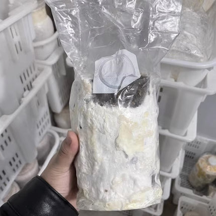 50 Pcs PP Mushroom Grow Bag Substrate High temp Pre Sealable Bags 10x50cm
