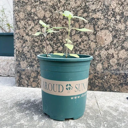 10pcs Plastic Flower Pots for Growing Plants Durable Garden Pots for Gardening