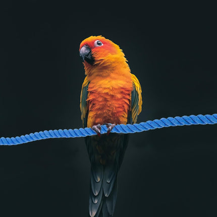 Bendable Cotton Rope Parrot Perch Bird Climbing Stand Toy Blue 3 Sizes