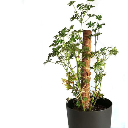 6pcs Plant Support Coir Moss Totem Pole Creeper Climbing Extension Stick Goody