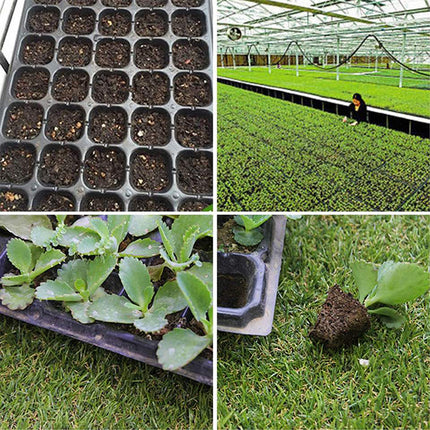 10x 72 Hole Plant Seed Grow Box Seedling Starter Tray for Plant Propagation