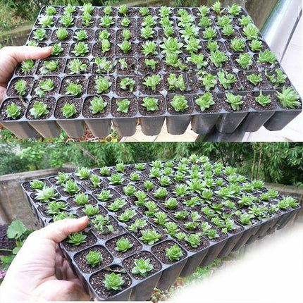 10x 72 Hole Plant Seed Grow Box Seedling Starter Tray for Plant Propagation