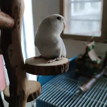 Parrot Stand Squirrel Training Swing Pet Stand Toy Small Pet Exercise Play