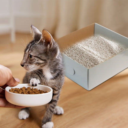 5pcs Disposable Litter Box Small Kitten Outdoor Tray Degradable Travel Use Size