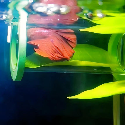 Acrylic Tube Tunnel Betta Bed Transparent Fish Tank Decor Superior Material