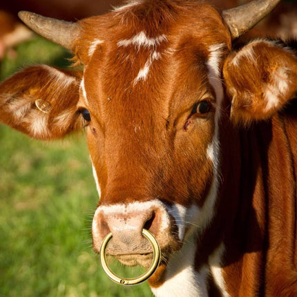 Solid Brass Cattle Nose Ring Livestock Traction Ring Farm Cattle Breeding S M