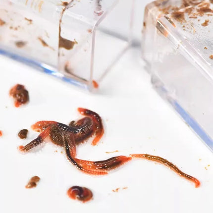 Aquarium Planaria Worm Catcher 17.5x3x3cm Transparent for Fish Tank Cleaning Use