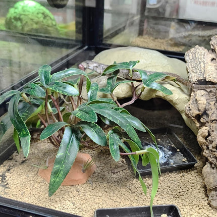 Artificial Plants Green Simulation Foliage for Pet Habitat Decoration Ornament