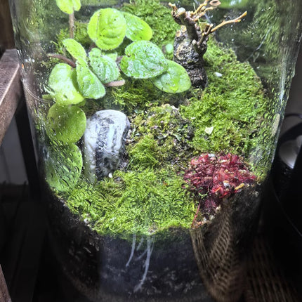 Reptile Breeding Box Model Cylindrical Transparent Pet Container Insect Habitat