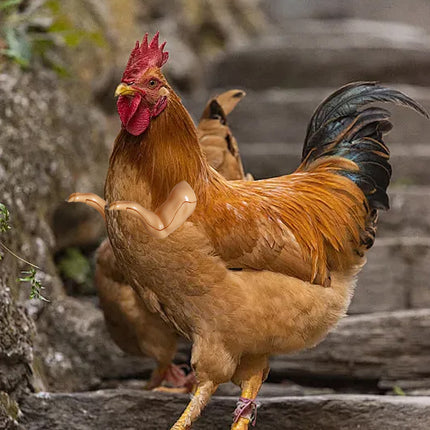 Chicken Arm Decoration Forelimb Dinosaur Spoof Pet Prop Cute Cosplay Photo Tool