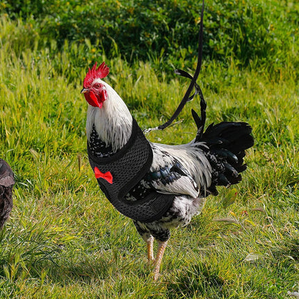 Pet Chicken Harness and Leash Set Adjustable Breathable Walking Vest for Poultry