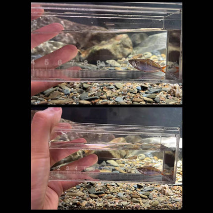 Clear Acrylic Fish Viewing Box with 15cm Ruler Medium