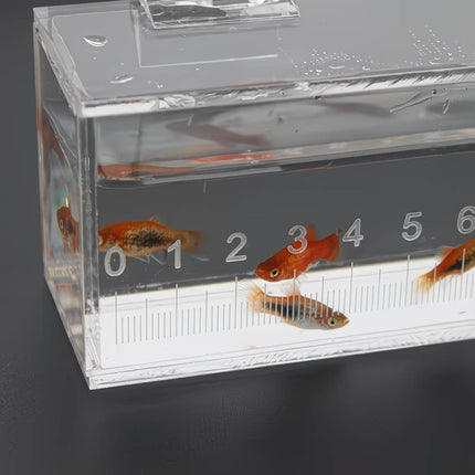 Clear Acrylic Fish Viewing Box with 15cm Ruler Medium