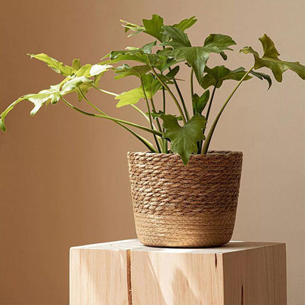 3pcs Natural Woven Basket Planters Garden Flower Pots for Home Living Decor