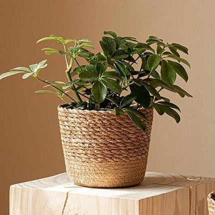 3pcs Natural Woven Basket Planters Garden Flower Pots for Home Living Decor