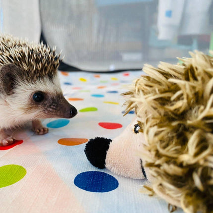 Motion Activated Hedgehog Cat Toy Plush Realistic Animal Sound Interactive Play
