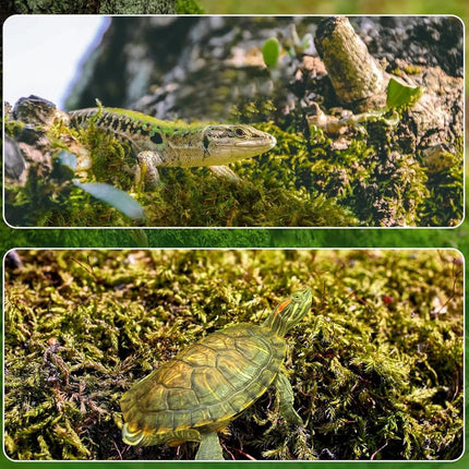 Compressed Moss Pad Reptile Moisturizing Mat Snake Lizard Amphibian Terrarium