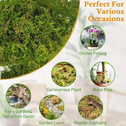 Compressed Moss Pad Reptile Moisturizing Mat Snake Lizard Amphibian Terrarium