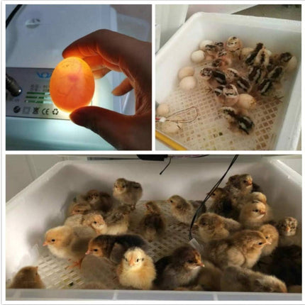 24 Egg Incubator Auto Turning Digital Temp Humidity Control for Chicken Duck