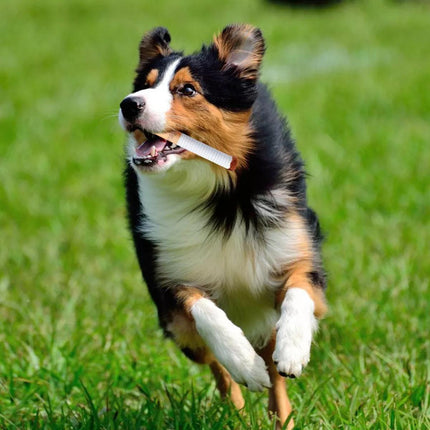 Interactive Giggle Dog Toys for Small and Large Dogs Fun Durable Pet Chew Toys
