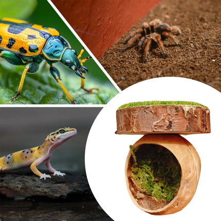 Jumping Spider Shelter Cave Safe Ventilated for Pet Spider Habitat Supplies Use