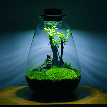 Miniature Landscape Eco Glass Bottle with Lights for Desktop Living Room Decor