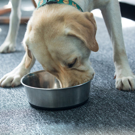 Anti Slip Pet Food Bowls Dog Cat Feeding Bowl Nonslip Design Indoor Pets Feeding