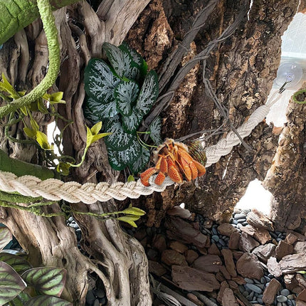 1PC Pet Climbing Gear Suspension Bridge Rope Swing for Reptiles Hermit Crabs