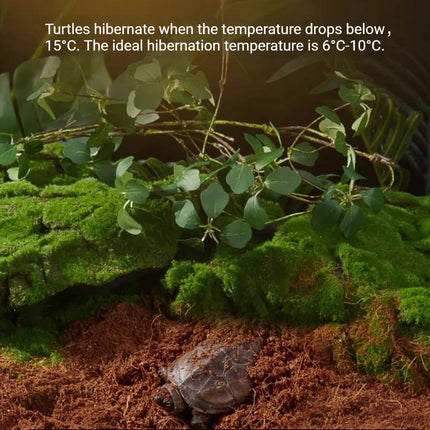 Tortoise Reptile Hibernation Kit Feeding Box Coconut Brick and Moss