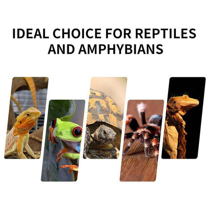Glass Reptile Terrarium Double Door Panoramic Rainforest Tank for Lizards Frogs