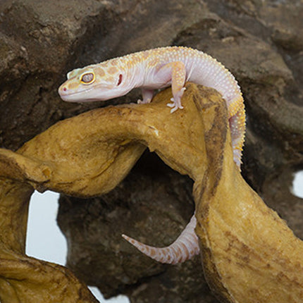 Simulated Vine Plants Reptile Habitat Terrarium Decor for Lizards and Tree Frogs