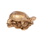 Colden Turtle