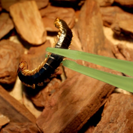 18cm Plastic Luminous Tweezer Feeding Tongs Straight for Reptile Feeder White