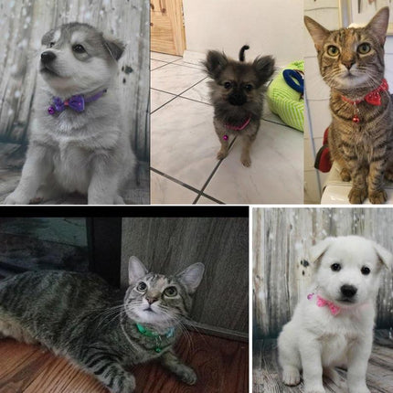 Bow Tie Cat Dog Kitten Collar with Breakaway Safety Release Buckle with Bell - Aimall