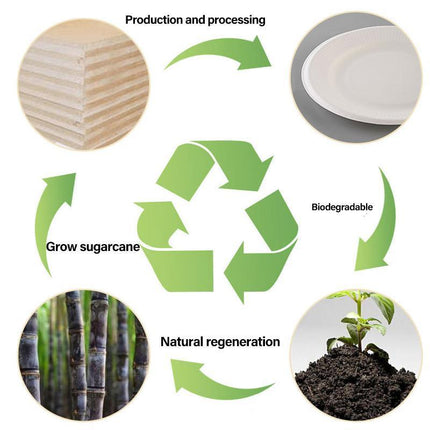 200/250PCS Biodegradable Compostable Ecofriendly Disposable Clamshell Food Box - Aimall