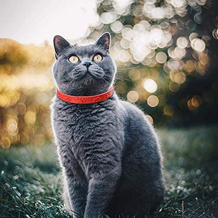 10PCS Flea Collars Pet Cat Kitten Puppy Dog Adjustable Anti Tick Pest Control AU - Aimall